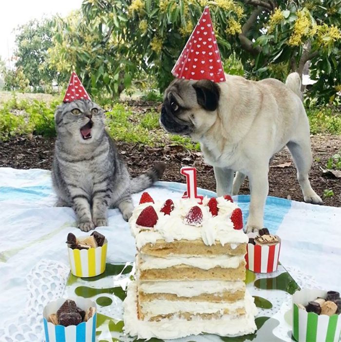 26-animals-having-better-birthday-parties-than-you
