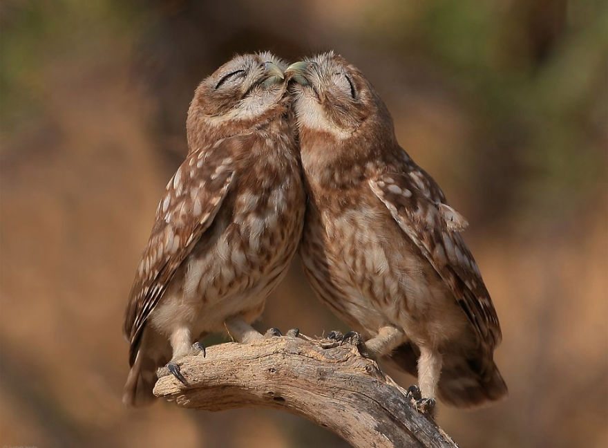 26-pics-of-animals-showing-their-love
