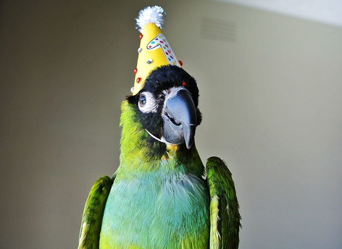 27-animals-having-better-birthday-parties-than-you