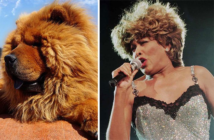 27-animals-that-look-just-like-famous-people