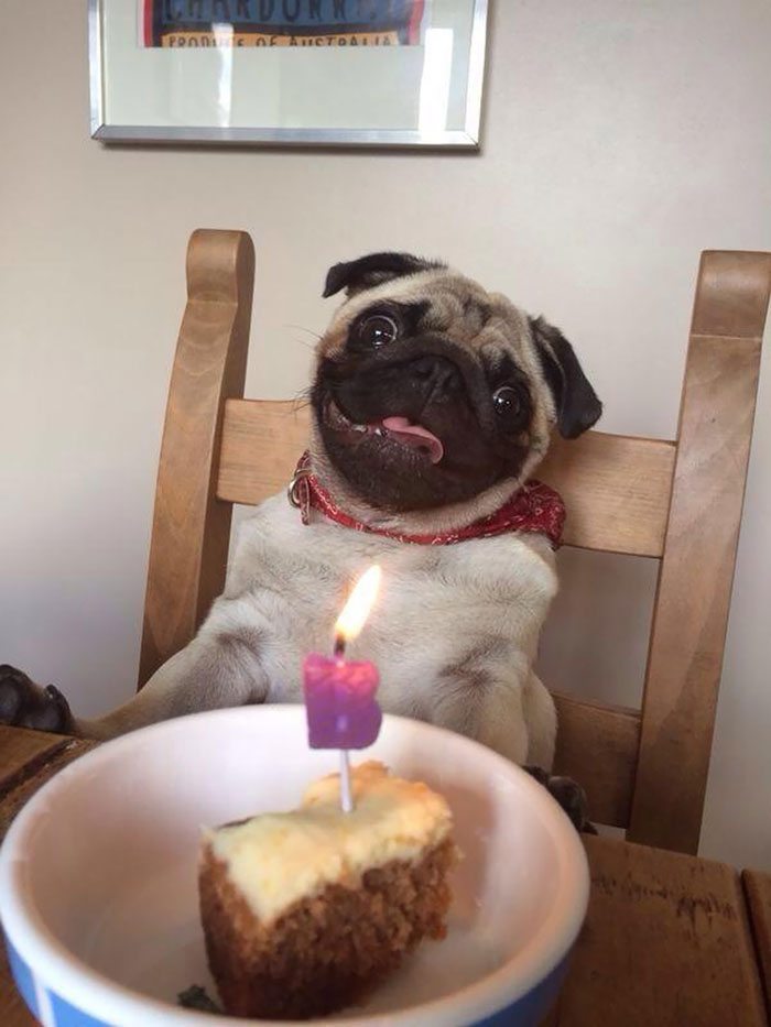 28-animals-having-better-birthday-parties-than-you