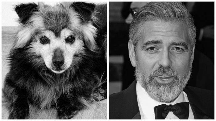28-animals-that-look-just-like-famous-people