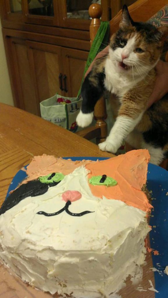 29-animals-having-better-birthday-parties-than-you