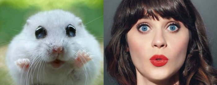 29-animals-that-look-just-like-famous-people