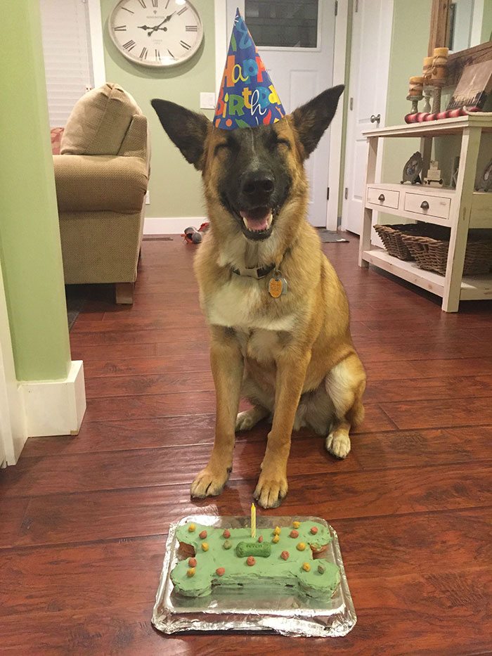 3-animals-having-better-birthday-parties-than-you
