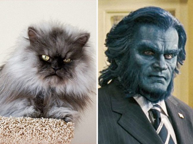 3-cats-that-look-just-like-movie-characters