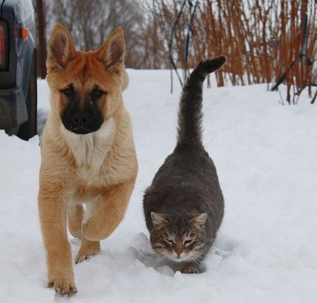 3-dog-and-cat-beautiful-heartwarming-friendship