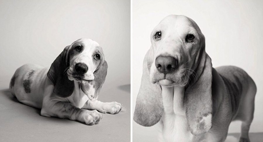 3-photography-project-dogs-getting-older