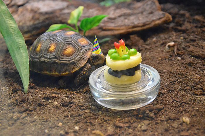 4-animals-having-better-birthday-parties-than-you