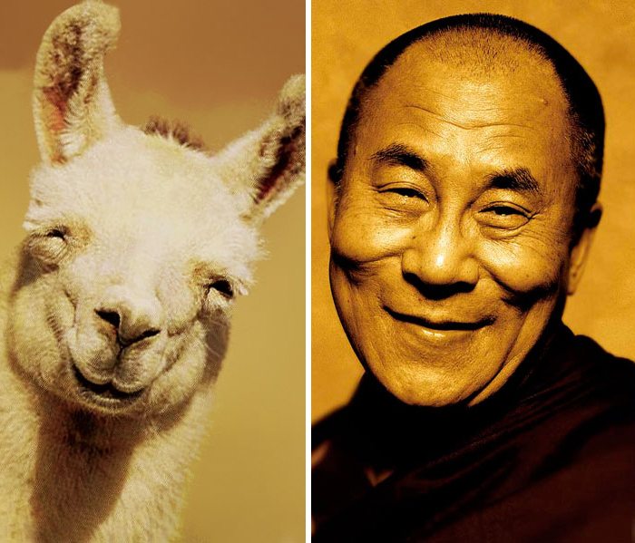 4-animals-that-look-just-like-famous-people