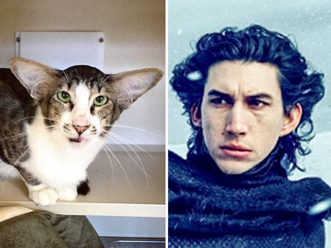 4-cats-that-look-just-like-movie-characters