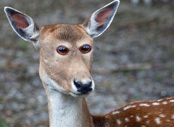 4-hilarious-animals-with-eyes-on-front