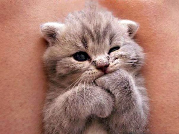 4-kittens-that-will-make-you-cry