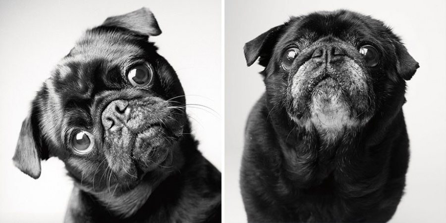 4-photography-project-dogs-getting-older