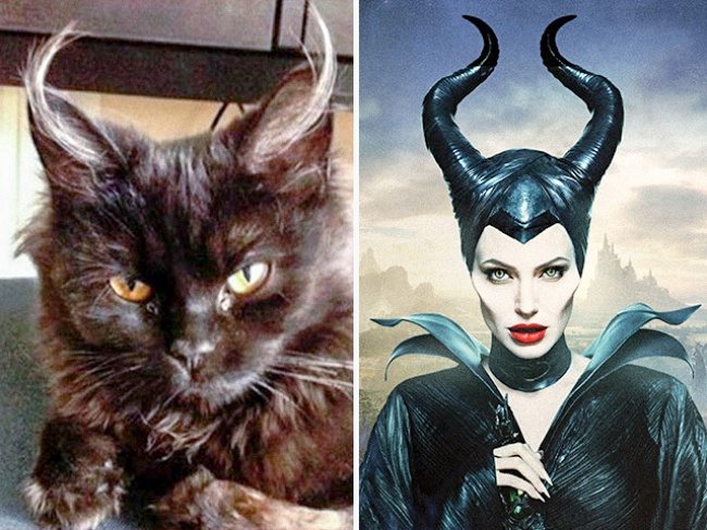5-cats-that-look-just-like-movie-characters