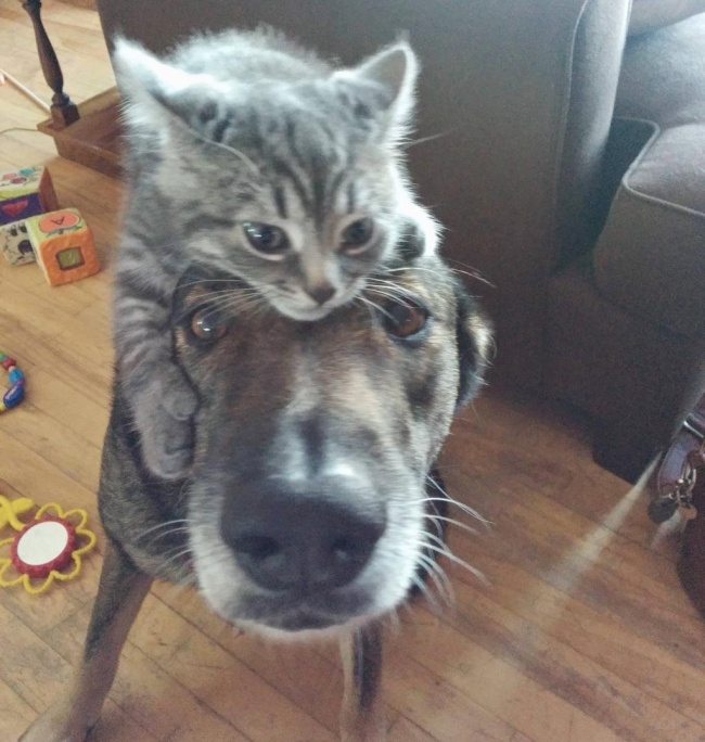 5-dog-and-cat-beautiful-heartwarming-friendship