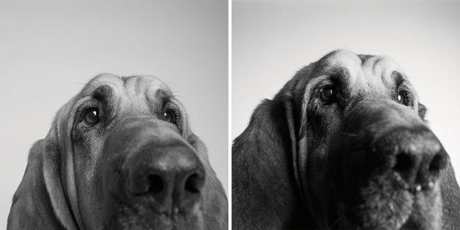 5-photography-project-dogs-getting-older