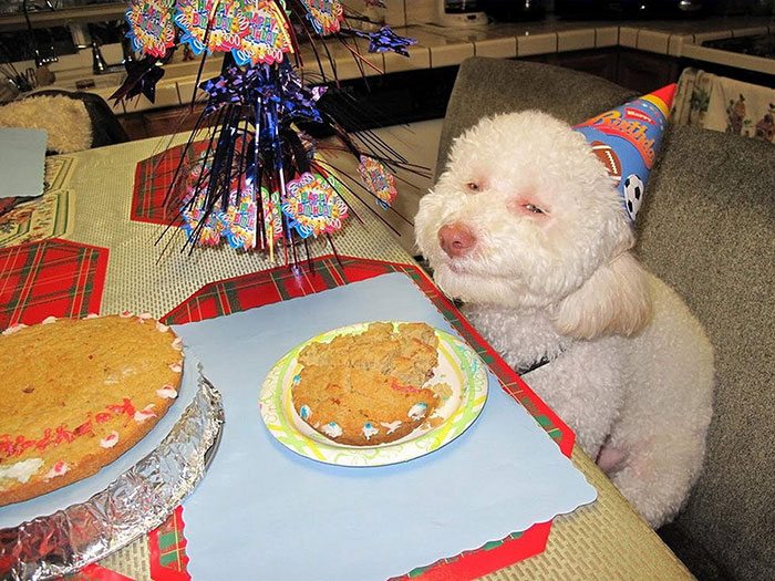 6-animals-having-better-birthday-parties-than-you