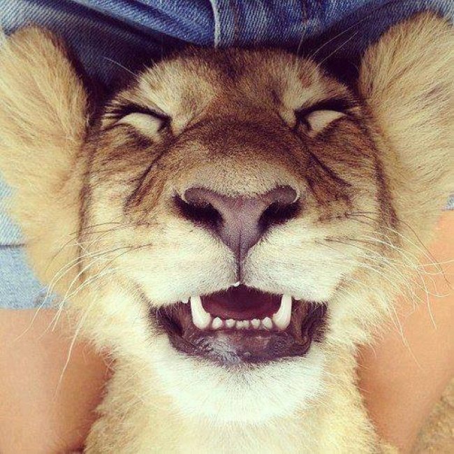 6-animals-smiling-you-didnt-know-could-smile