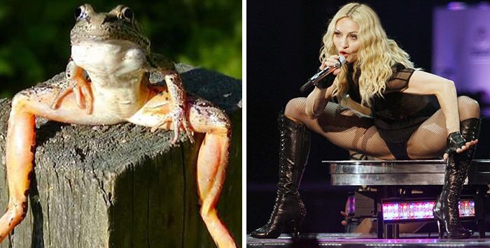 6-animals-that-look-just-like-famous-people