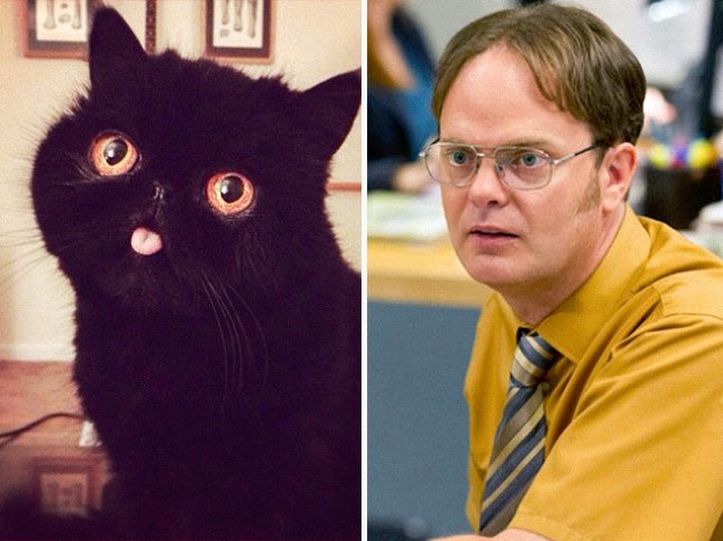 6-cats-that-look-just-like-movie-characters