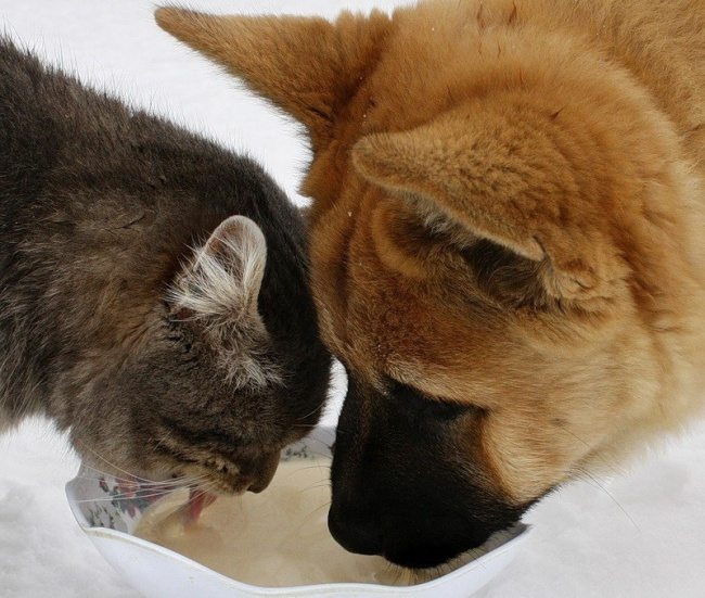 6-dog-and-cat-beautiful-heartwarming-friendship
