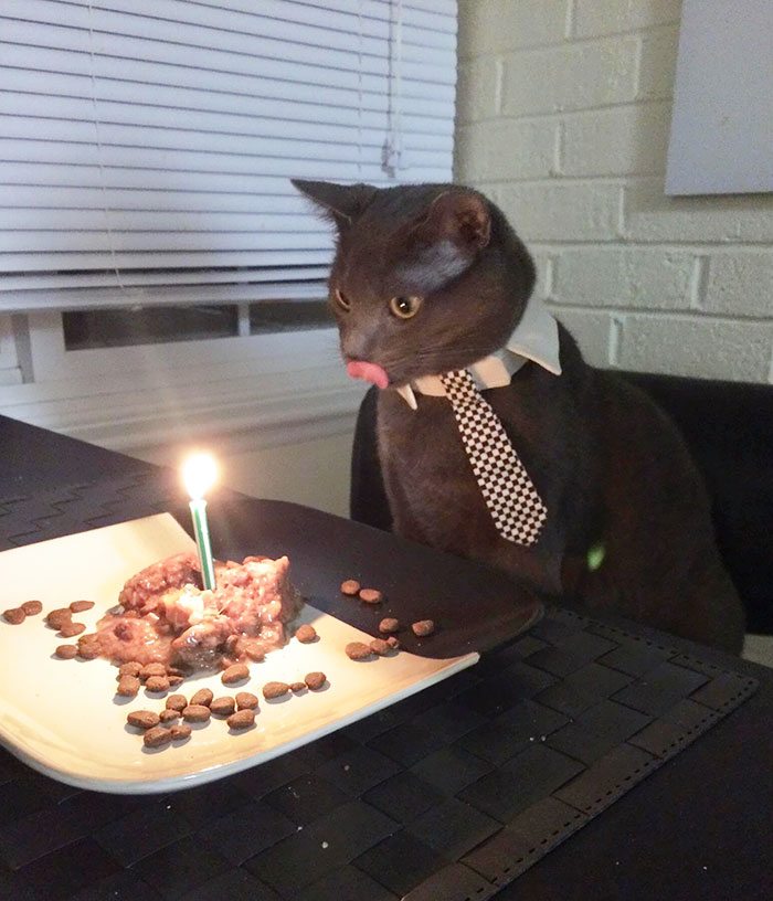 7-animals-having-better-birthday-parties-than-you