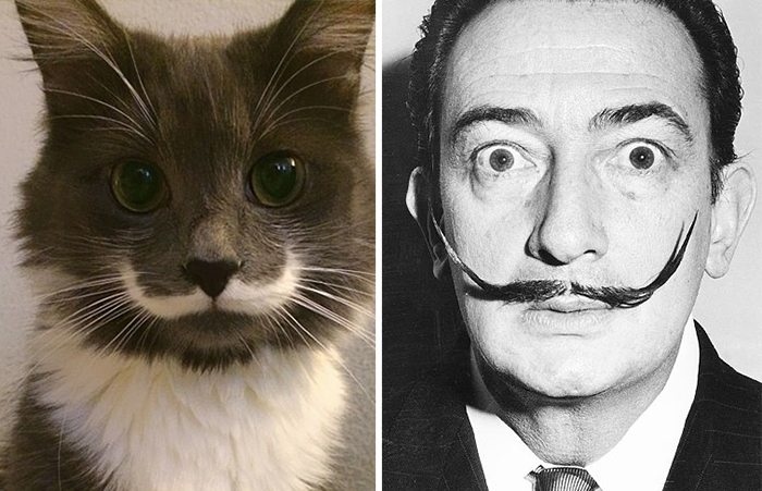 7-animals-that-look-just-like-famous-people