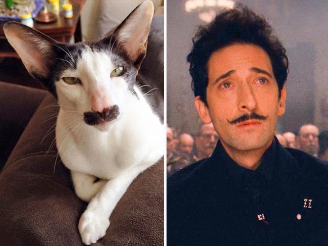 7-cats-that-look-just-like-movie-characters
