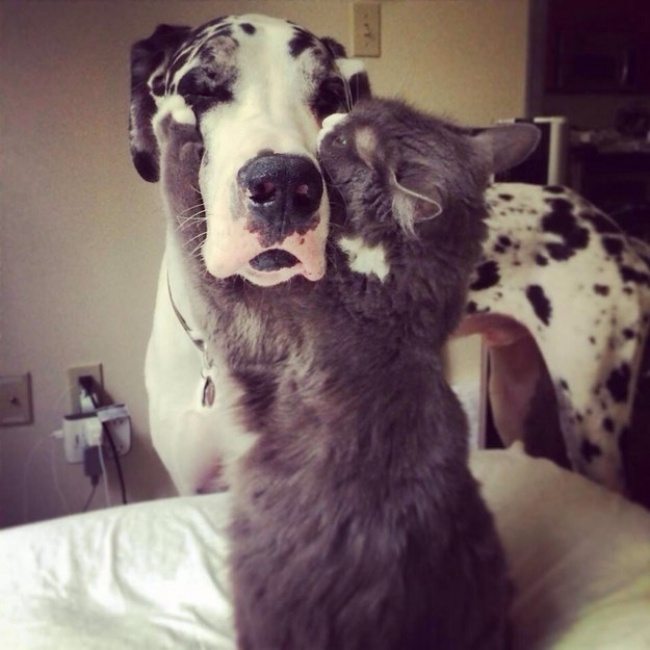 7-dog-and-cat-beautiful-heartwarming-friendship