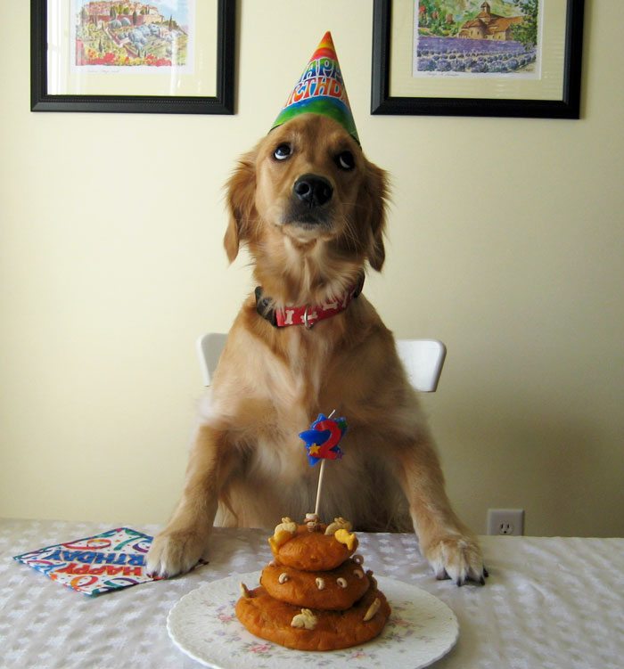 8-animals-having-better-birthday-parties-than-you