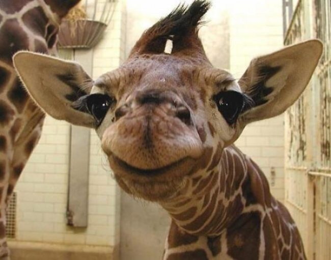 8-animals-smiling-you-didnt-know-could-smile