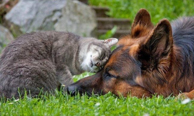 8-dog-and-cat-beautiful-heartwarming-friendship