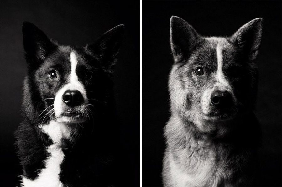 8-photography-project-dogs-getting-older