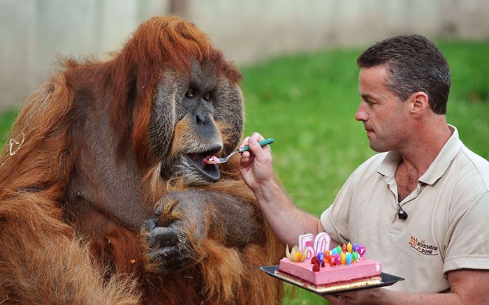 9-animals-having-better-birthday-parties-than-you