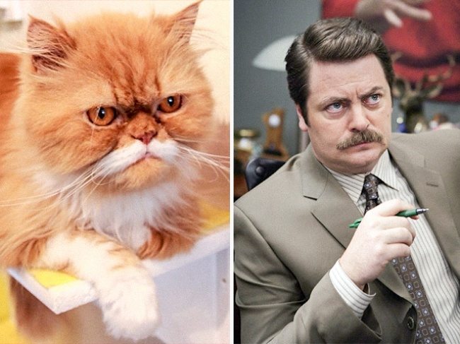 9-cats-that-look-just-like-movie-characters