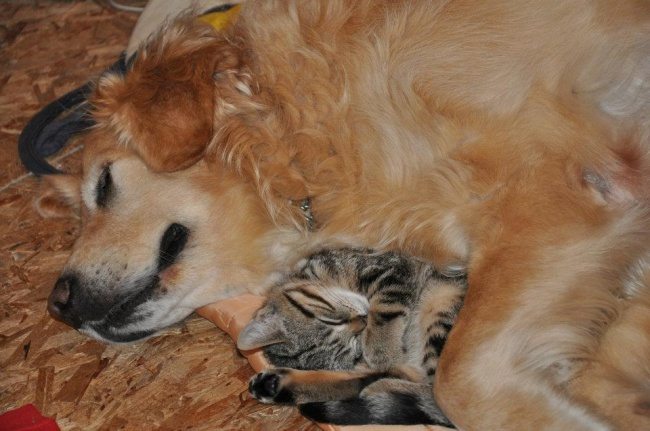 9-dog-and-cat-beautiful-heartwarming-friendship