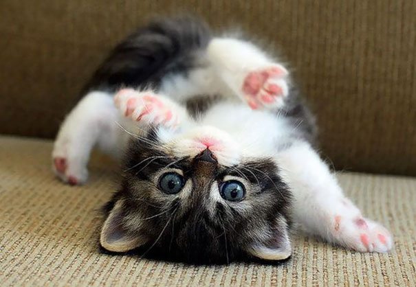 50 Kittens That Will Make You Cry (Part 1) Page 5 Animal Encyclopedia