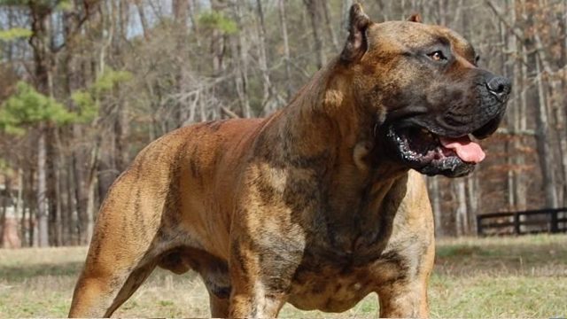 9-most-dangerous-dogs-worldwide