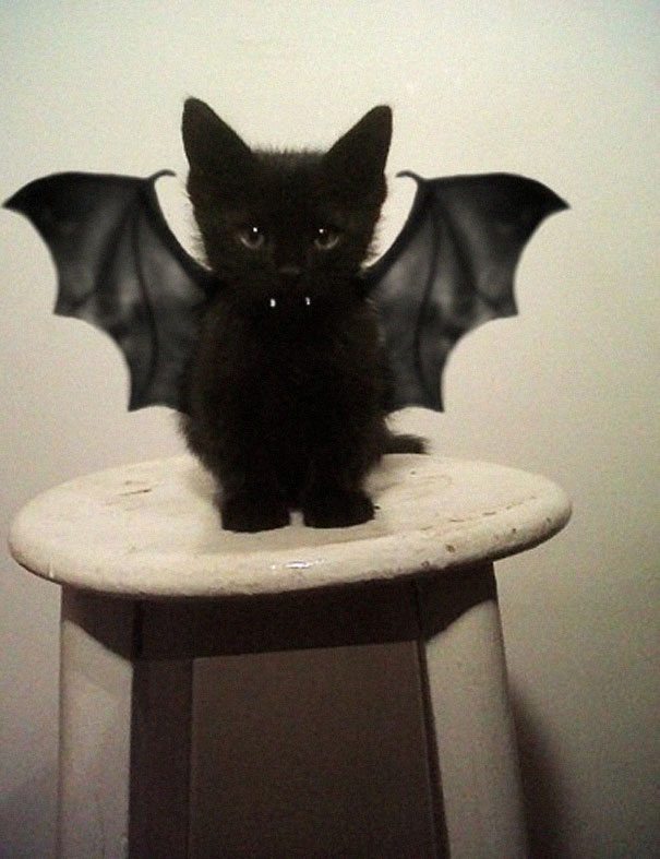 1-adorable-animals-ready-for-halloween