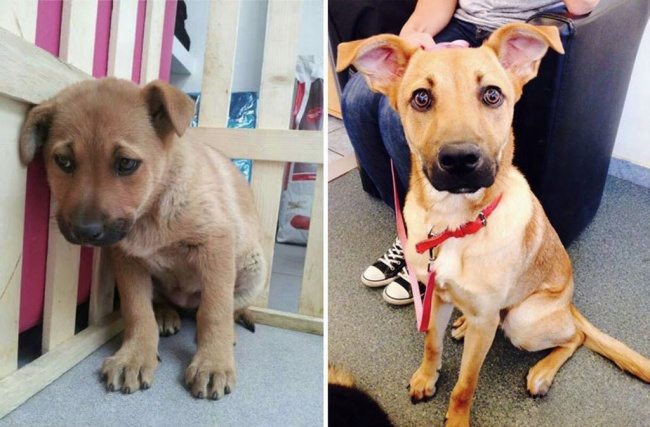 1-animals-before-after-saved-from-shelters