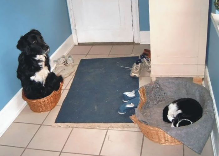 1-totally-careless-cats-stealing-dog-beds