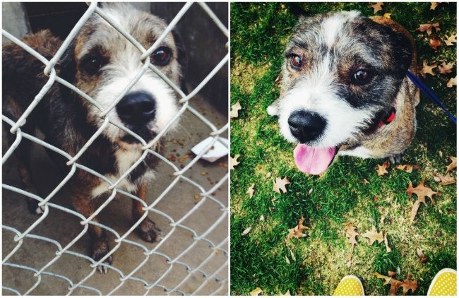 10-animals-before-after-saved-from-shelters