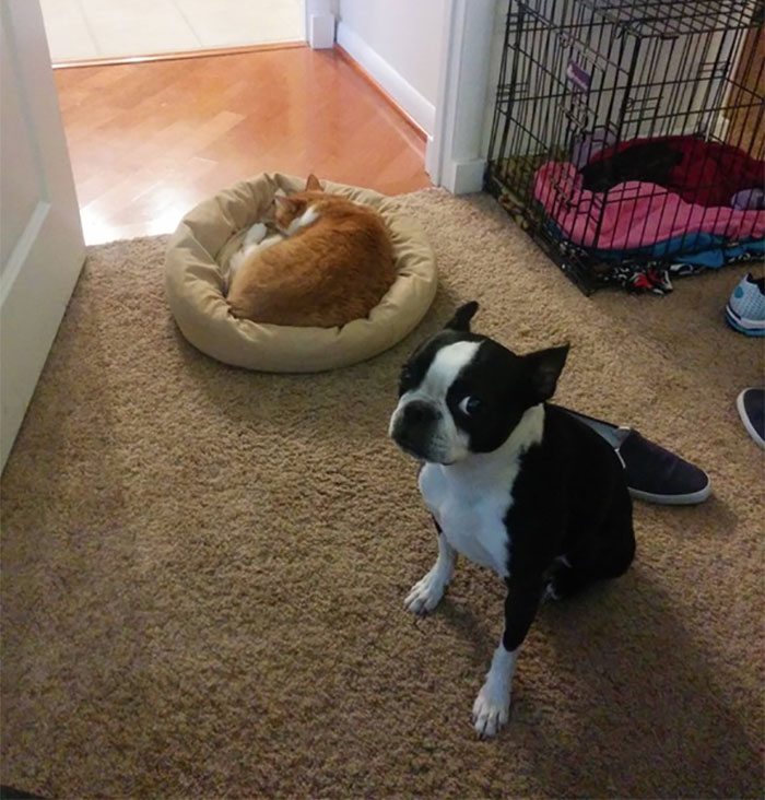 10-totally-careless-cats-stealing-dog-beds