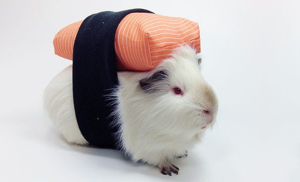 11-adorable-animals-ready-for-halloween