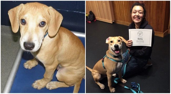 11-animals-before-after-saved-from-shelters