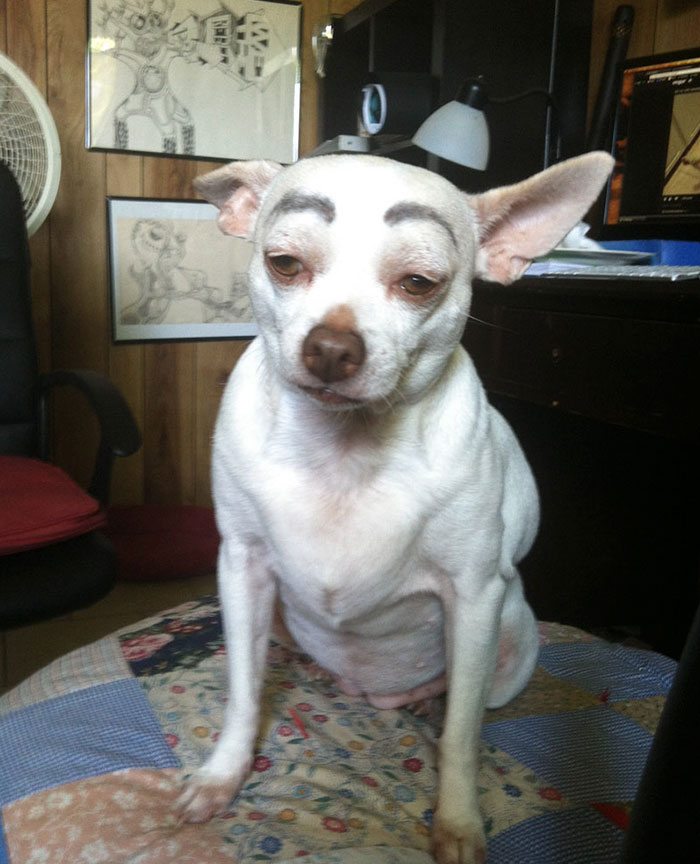 11-dogs-with-eyebrows-to-make-your-day-better