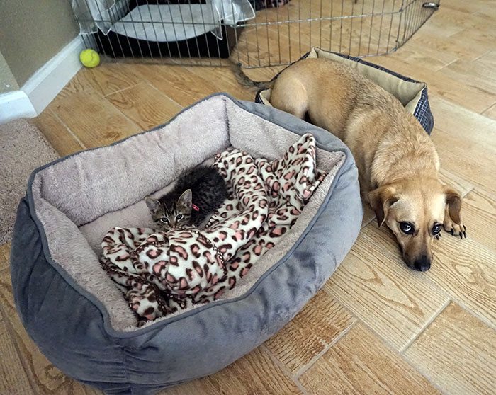 11-totally-careless-cats-stealing-dog-beds