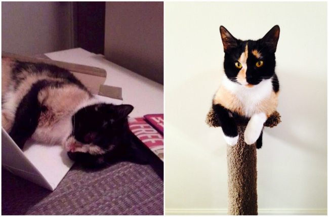 12-animals-before-after-saved-from-shelters