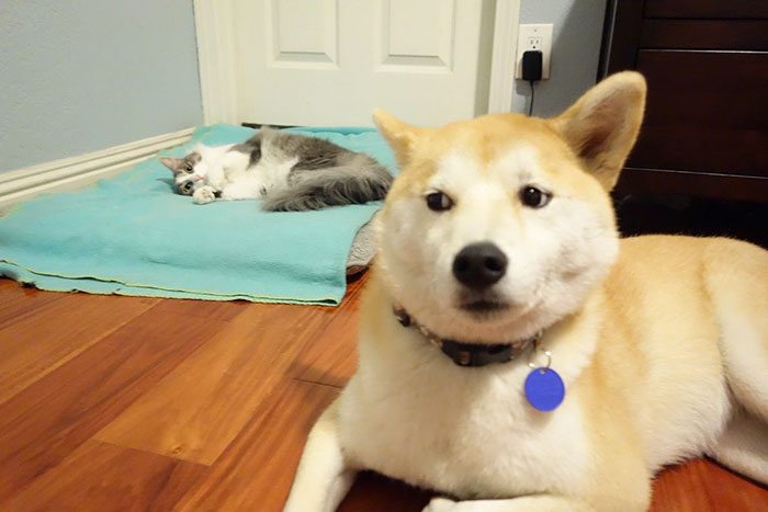 12-totally-careless-cats-stealing-dog-beds